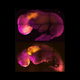 A comparison of a natural (top) and synthetic (bottom) mouse embryo, which shows similar brain and heart formation.